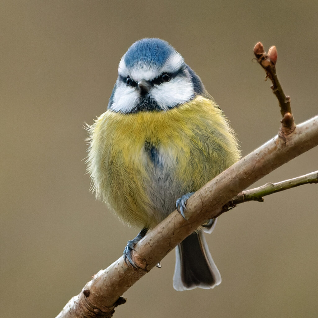 Photo of Blue Tit